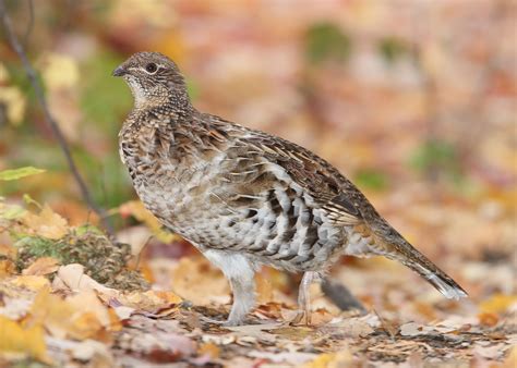 ruffed grouse